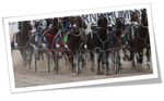 2018/19 BUSINESS PLAN AND FIVE YEAR VISION - HRNZ Infohorse