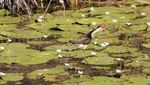 Australia's Longest Daily River Cruise - Kununurra, Western Australia - Triple J Tours