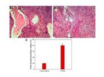 Mucic Acid Loaded Polyethylenimine@Gold Nanoparticles for the Treatment of Rheumatoid Arthritis