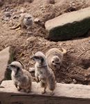 White paper Special - FE Week