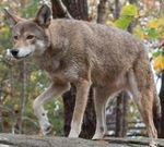 Untamed Science-Red Wolves