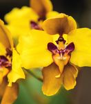 Ecuador generates a proposal to strengthen the orchid value chain in the Amazon region (Napo, Morona Santiago and Zamora Chinchipe) - BIOAMAZON ...