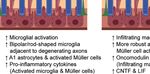 Neuroinflammation, Microglia and Implications for Retinal Ganglion Cell Survival and Axon Regeneration in Traumatic Optic Neuropathy - Frontiers
