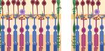 Neuroinflammation, Microglia and Implications for Retinal Ganglion Cell Survival and Axon Regeneration in Traumatic Optic Neuropathy - Frontiers