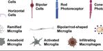 Neuroinflammation, Microglia and Implications for Retinal Ganglion Cell Survival and Axon Regeneration in Traumatic Optic Neuropathy - Frontiers