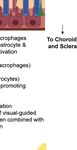 Neuroinflammation, Microglia and Implications for Retinal Ganglion Cell Survival and Axon Regeneration in Traumatic Optic Neuropathy - Frontiers