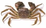 South Devon AONB Estuaries Partnership Avon Estuary Marine Biosecurity Plan 2017- 2020