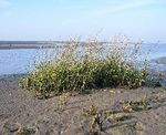 South Devon AONB Estuaries Partnership Avon Estuary Marine Biosecurity Plan 2017- 2020