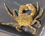 South Devon AONB Estuaries Partnership Avon Estuary Marine Biosecurity Plan 2017- 2020