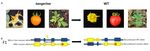 CRISPR/Cas9 Induced Somatic Recombination at the CRTISO Locus in Tomato - MDPI
