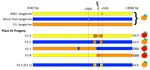 CRISPR/Cas9 Induced Somatic Recombination at the CRTISO Locus in Tomato - MDPI