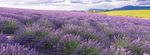 PRODUCT GUIDE | SPRING 2019 - doTERRA