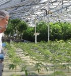 PREMIUM MEDICAL CANNABIS POWERED BY SUNLIGHT
