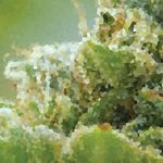 PREMIUM MEDICAL CANNABIS POWERED BY SUNLIGHT