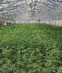PREMIUM MEDICAL CANNABIS POWERED BY SUNLIGHT