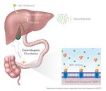 Hope for Children with Orphan Liver Diseases - Through Bile Acid Modulation August 2020 - Investors