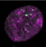 NARBreakthroughArticle The consequences of differential origin licensing dynamics in distinct chromatin environments - Oxford Academic