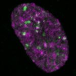 NARBreakthroughArticle The consequences of differential origin licensing dynamics in distinct chromatin environments - Oxford Academic
