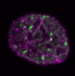 NARBreakthroughArticle The consequences of differential origin licensing dynamics in distinct chromatin environments - Oxford Academic