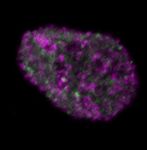 NARBreakthroughArticle The consequences of differential origin licensing dynamics in distinct chromatin environments - Oxford Academic