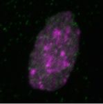 NARBreakthroughArticle The consequences of differential origin licensing dynamics in distinct chromatin environments - Oxford Academic