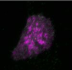 NARBreakthroughArticle The consequences of differential origin licensing dynamics in distinct chromatin environments - Oxford Academic