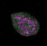 NARBreakthroughArticle The consequences of differential origin licensing dynamics in distinct chromatin environments - Oxford Academic