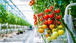 Accelerating geothermal heat adoption in the agri-food sector - Key lessons and recommendations - IRENA