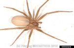 Spiders of Medical Concern in Virginia