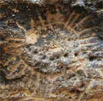 Dawes Review 5: Australian Aboriginal Astronomy and Navigation