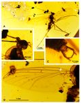 Intriguing and Beautiful: Adamacrocera adami gen. et sp. nov. from the Upper Cretaceous Amber of Myanmar Represents a New Subfamily of ...