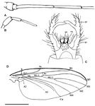 Intriguing and Beautiful: Adamacrocera adami gen. et sp. nov. from the Upper Cretaceous Amber of Myanmar Represents a New Subfamily of ...