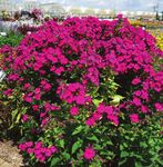 Vaughn's view - Greenhouse Product News