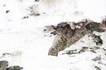 Snow Leopards of Ladakh - The Hunt for the Gray Ghosts of the Himalayas - Joseph Van Os Photo Safaris