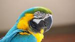 Iberostar Heritage Grand Amazon River Cruise June 13 2022 - June 17 2022