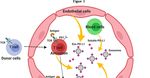 EXOSOMES, PD-L1 AND AGVHD: PERSPECTIVES FOR WJMSC-MEDIATED THERAPY