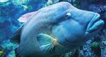 VISITOR GUIDE & MAP - Aquarium of the Pacific