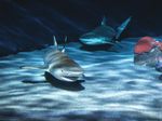 VISITOR GUIDE & MAP - Aquarium of the Pacific