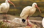 VISITOR GUIDE & MAP - Aquarium of the Pacific