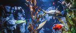 VISITOR GUIDE & MAP - Aquarium of the Pacific