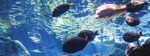 VISITOR GUIDE & MAP - Aquarium of the Pacific