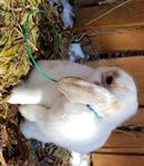 Pet Rabbit Projects: Getting Started - Melanie Stock, Jessie Hadfield, Jake Hadfield, and Nicole Reed - DigitalCommons@USU
