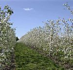 A Vision for Apple Orchard Systems of the Future