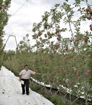 A Vision for Apple Orchard Systems of the Future