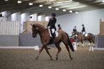 Draught Horse Championships - British Dressage