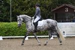 Draught Horse Championships - British Dressage