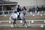 Draught Horse Championships - British Dressage