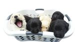 Thank you for helping to care for and train puppies like Dee! - Issue 2 2018 - Vision Australia