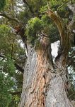 Taikākā Learning and teaching strategies to optimise academic achievement in a Māori-medium Initial Teacher Education Programme