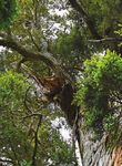 Taikākā Learning and teaching strategies to optimise academic achievement in a Māori-medium Initial Teacher Education Programme